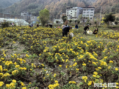 家门口就业 田埂上挣钱 郧西金菊让村民“钱景”可期