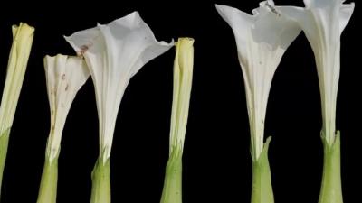 视频丨老人饮用“曼陀罗药酒”出现中毒症状 安全提醒→