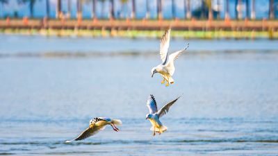 “长枪短炮”准备，湖北观鸟季来了！