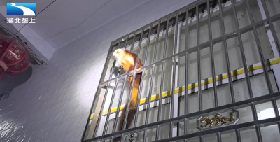 生态湖北：“飞虎”误闯民宅 警民合力放生