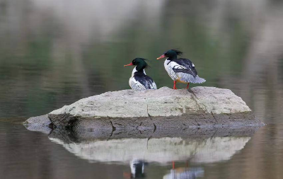 从“稀客”到“常客”！中华秋沙鸭连续6年打卡湖北南河国家级自然保护区