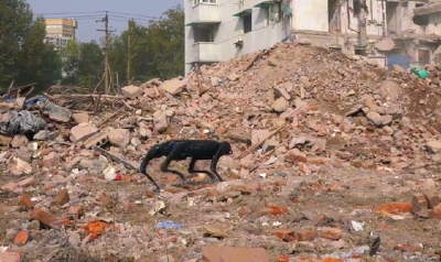 机器人大规模集结 顶尖技术团队与随州双向奔赴