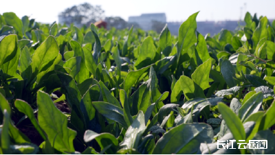 孝感孝昌：600亩红兜菠菜丰收 特色种植铺就富民路
