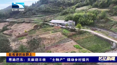 恩施巴东：天麻迎丰收 “土特产”撬动乡村振兴