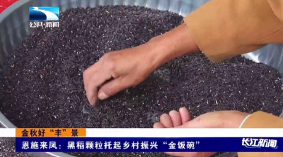 恩施来凤：黑稻颗粒托起乡村振兴“金饭碗”