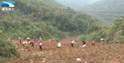 荆州松滋：种下牡丹苗 还来“摇钱树”