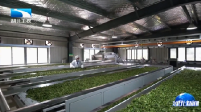 长江观察丨大悟黄茶的 “特色突围”