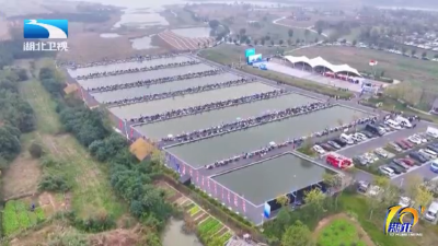 2025年11月10日湖北十分