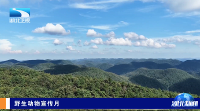 野生动物宣传月 | 快看！珍稀野生动物“组团出镜”