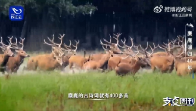 专家解释我们为什么要保护麋鹿