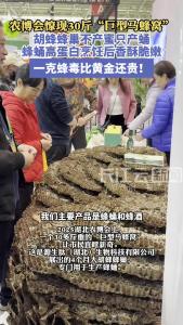 农博会30斤“蜂巢王”长这样！一克蜂毒比黄金还贵！