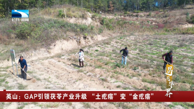 遇见毕昇 | 英山：GAP引领茯苓产业升级 “土疙瘩”变“金疙瘩”