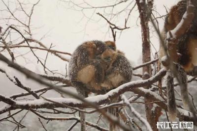 神农架雪景大片！金丝猴群“抱团抗寒”，顽皮幼猴树上蹦迪萌翻了