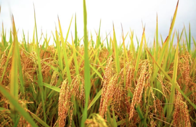 孝感孝昌：金色稻浪卷起产业链  “太子米”变身“富民米”