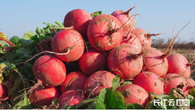 孝感孝昌：沙壤萝卜喜丰收 订单热销助增收