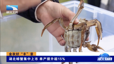 金秋好“丰”景｜湖北螃蟹集中上市 单产提升超15%