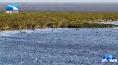 湖北迎今冬首批越冬候鸟