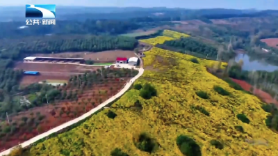 襄阳宜城：百亩野菊开满山 鹿游花海醉游人
