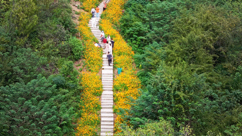 限流！武汉这条登山花路，爆火出圈！