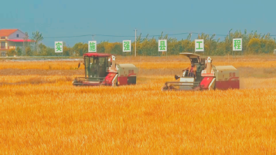 大国小村丨从 “水窝子” 到 “粮窝子”，黄岭村做对了什么？