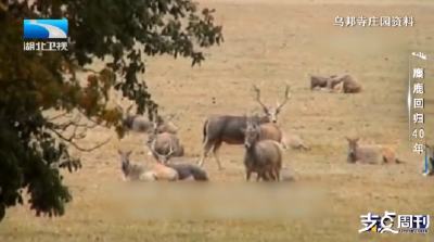 麋鹿回归40年 | 归乡•北京南海子：从1985到2025