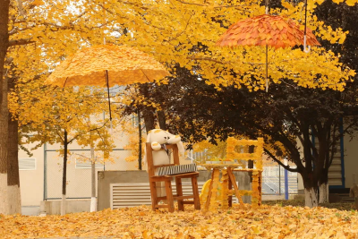 全网刷屏！这样的“银杏伞”我也好想要