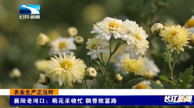 农业生产正当时 | 襄阳绘就“菊香麦绿”丰收图