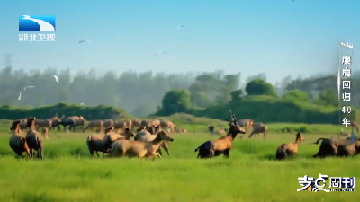 麋鹿回归40年丨重生·江苏大丰：“人鹿两安”的探索