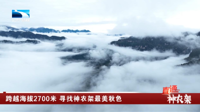 跨越海拔2700米 寻找神农架最美秋色