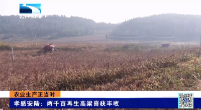 孝感安陆：两千亩再生高粱喜获丰收