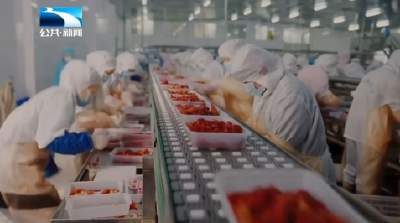 破局单一市场依赖 潜江龙虾以36项标准敲开全球市场大门