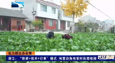 我为群众办实事 | 潜江：“垫资+技术+订单”模式 闲置边角地变村民增收园