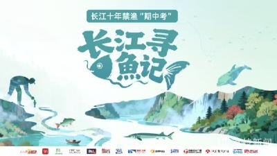 长江寻鱼记 | 人退鱼进 水中精灵再归来