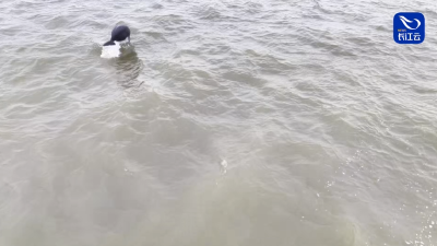 当长江江豚遇见白天鹅 湖北黄冈上演自然协奏曲