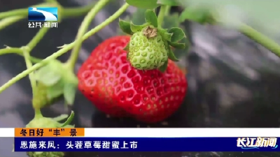 恩施来凤：头茬草莓甜蜜上市