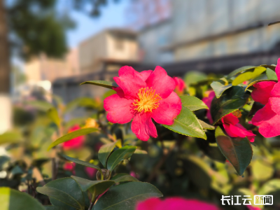 武汉这条街头茶梅盛开 引路人驻足赏花