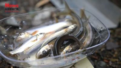 长江寻鱼记｜赤水河畔鱼满河  三省联手护清流