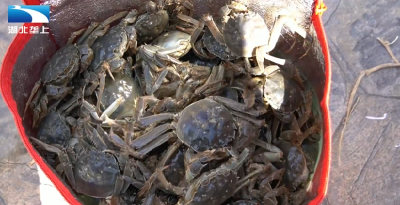 恩施鹤峰：打造“稻蟹CP”生态养殖新模式