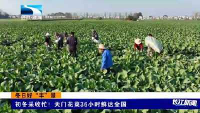 冬日好“丰”景｜初冬采收忙！天门花菜36小时鲜达全国