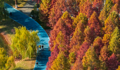 武汉常青公园全面开放露营区域 市民可享“红叶树下”悠闲时光