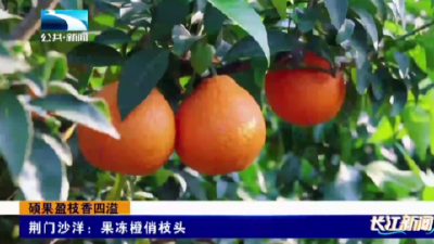 荆门沙洋：果冻橙俏枝头