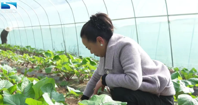 恩施建始：女能人投千万发展农业 带动乡亲家门口增收