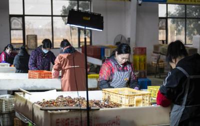 冬藏“丰”景 保供“鲜”行——湖北冬季农业生产走访见闻