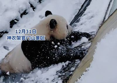 快来看！神农架大熊猫奥运在雪地里滚成“芝麻汤圆”啦
