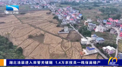 湖北油菜进入田管关键期 1.4万农技员一线保苗稳产