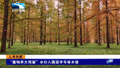 人与自然丨“植物界大熊猫”水杉入藏国字号标本馆