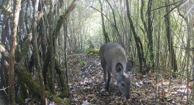 濒危物种林麝再现湖北堵河源保护区