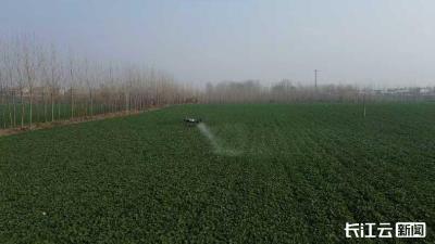 襄阳宜城：科技服务到田间 油菜越冬有保障