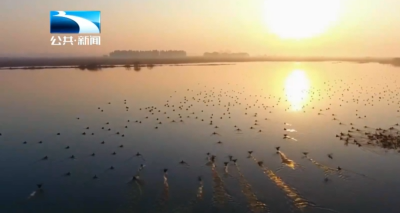 人与自然丨十年守护绘绿卷 潜江返湾湖成候鸟“幸福驿站”
