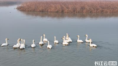 襄阳宜城：17只小天鹅组团“起舞”天鹅洲  